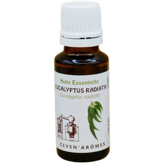 Huile essentielle d'eucalyptus globulus, radiata : bienfaits